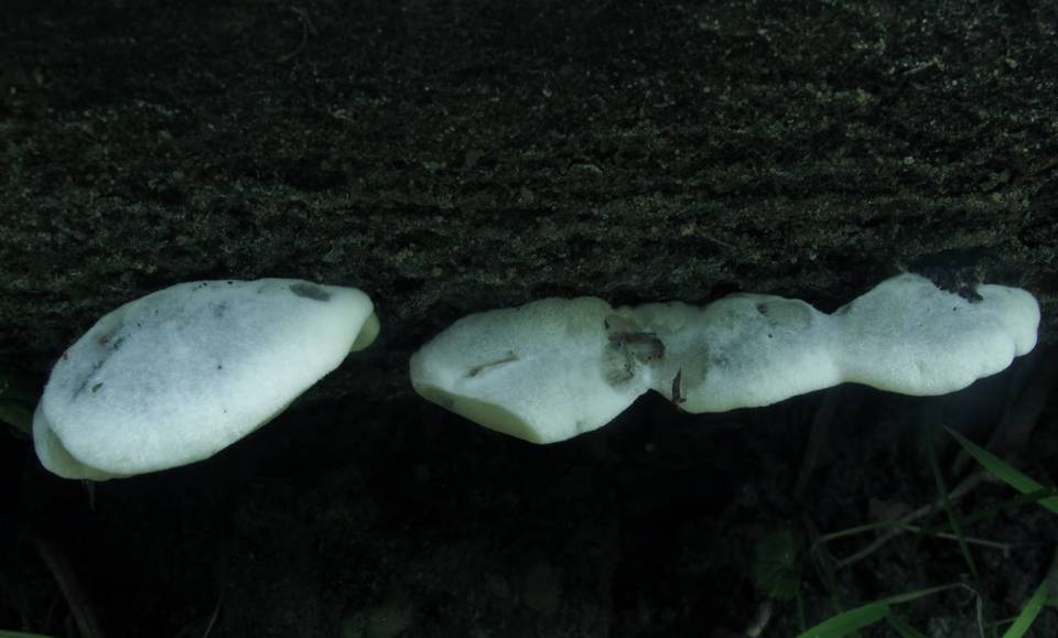 Postia livens image