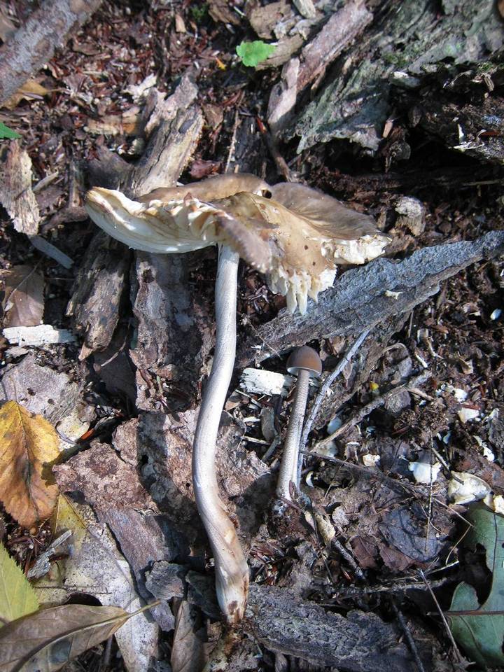 Hymenopellis furfuracea image