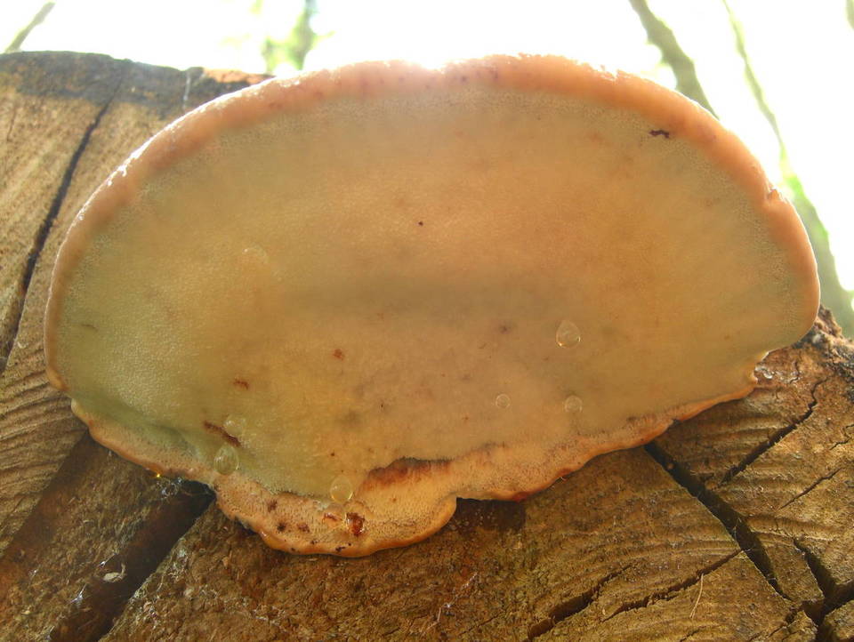 Oligoporus pelliculosus image