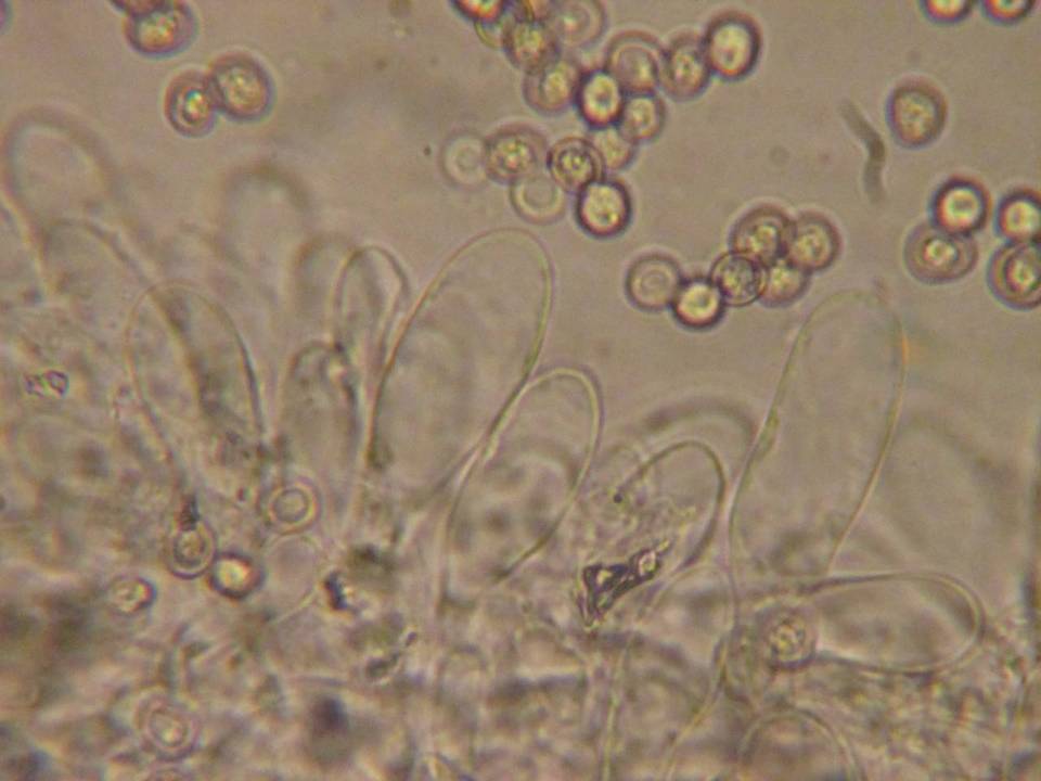 Pluteus cinereofuscus image