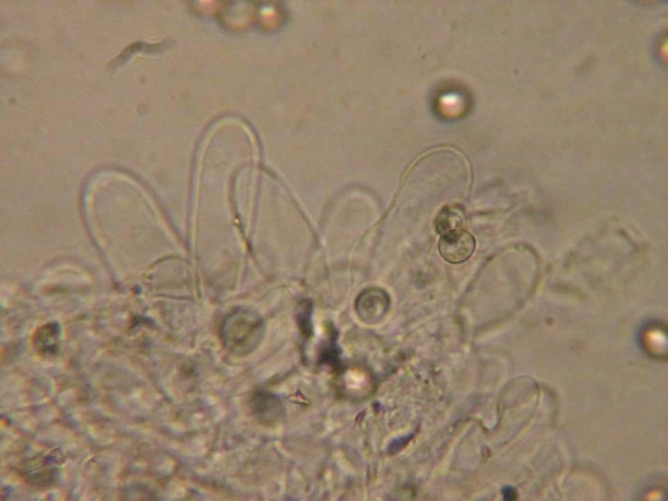 Pluteus cinereofuscus image
