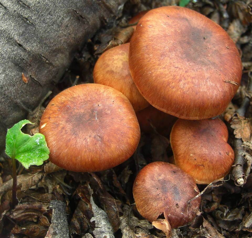 Cortinarius rubrobasalis image