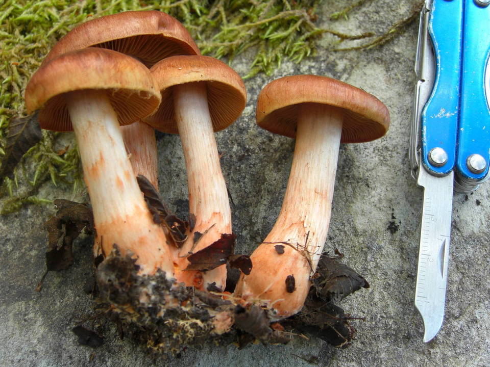 Cortinarius rubrobasalis image