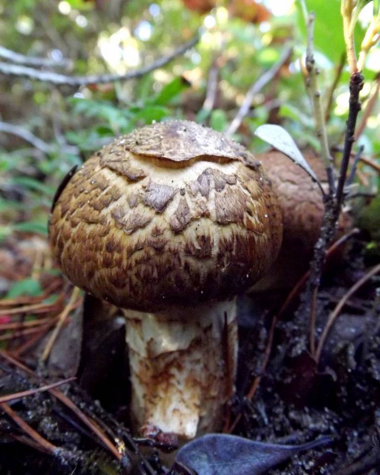 Armillaria badicephala image