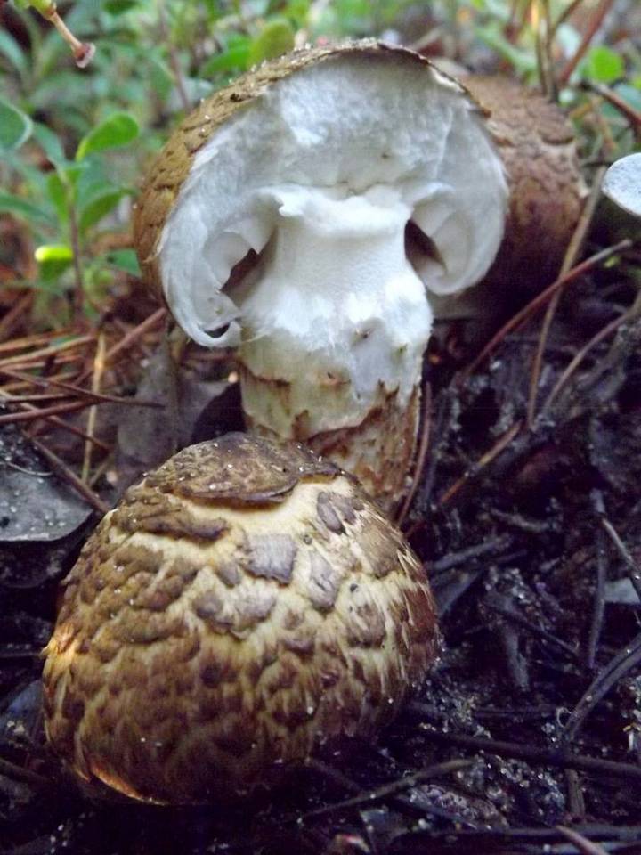Armillaria badicephala image