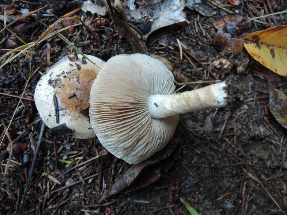 Hebeloma cylindrosporum image