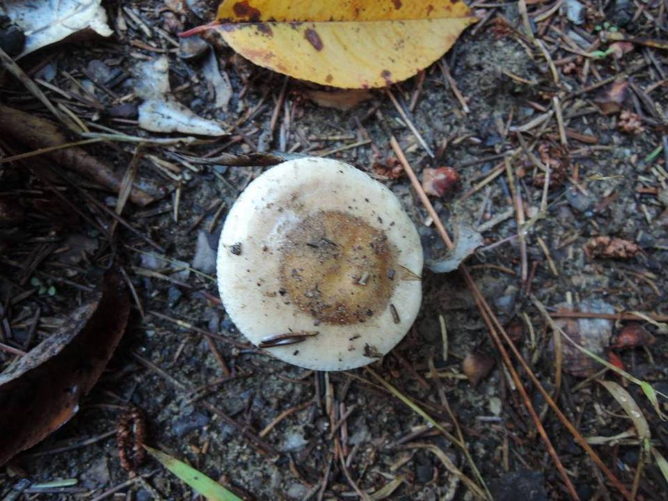 Hebeloma cylindrosporum image