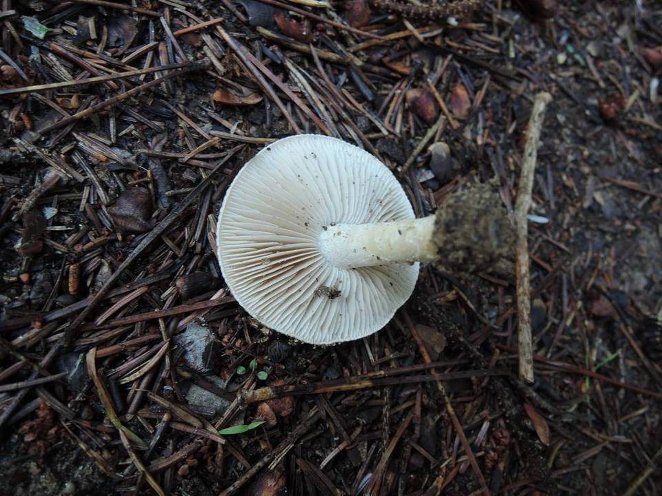 Hebeloma cylindrosporum image