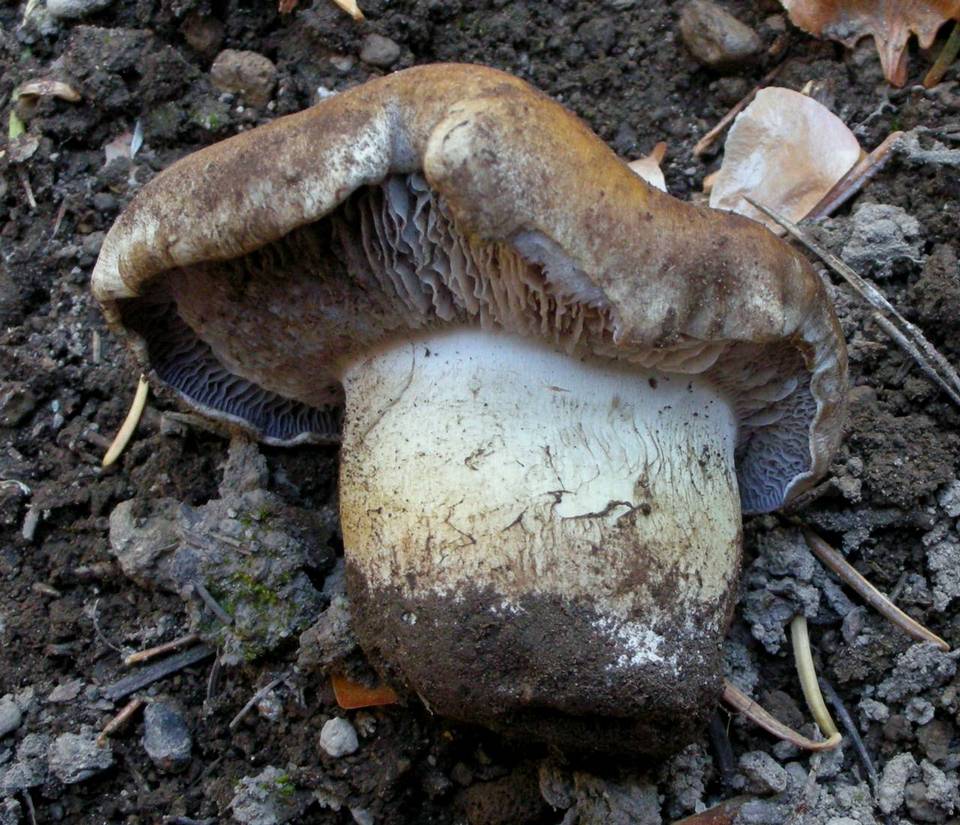 Cortinarius alticaudus image