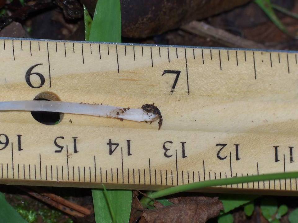 Coprinellus xanthothrix image