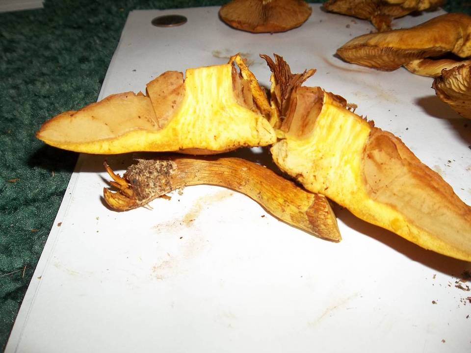 Gymnopilus luteus image
