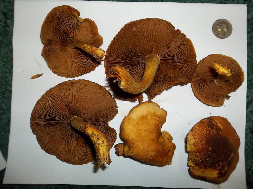 Gymnopilus luteus image
