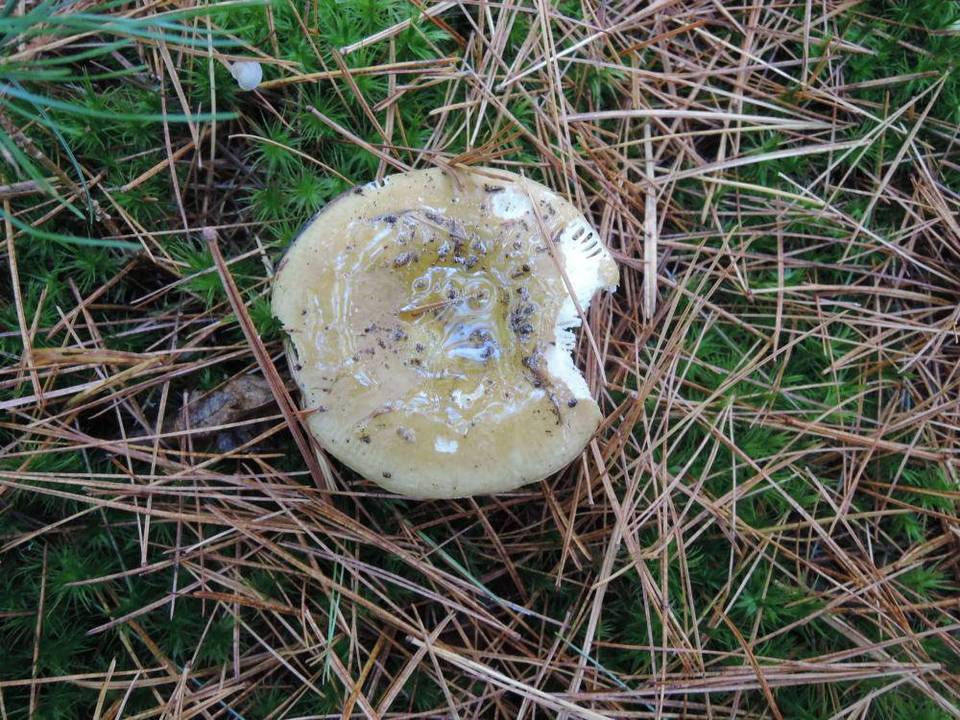 Russula clavipes image