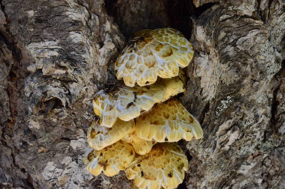 Pholiota abietis image