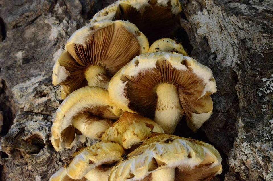 Pholiota abietis image