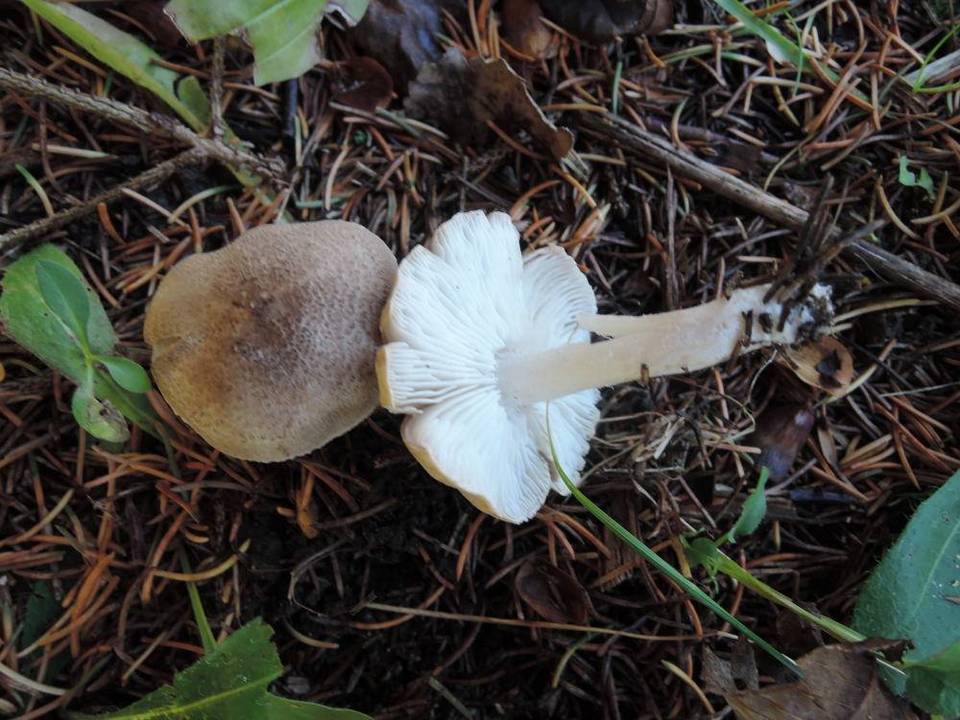 Tricholoma scalpturatum image