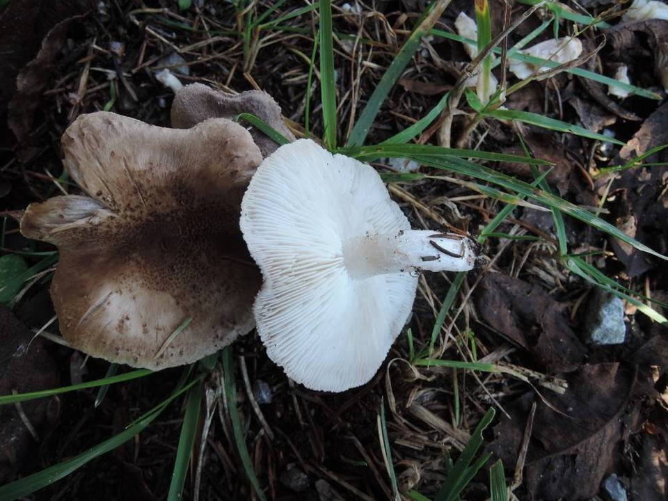 Tricholoma scalpturatum image