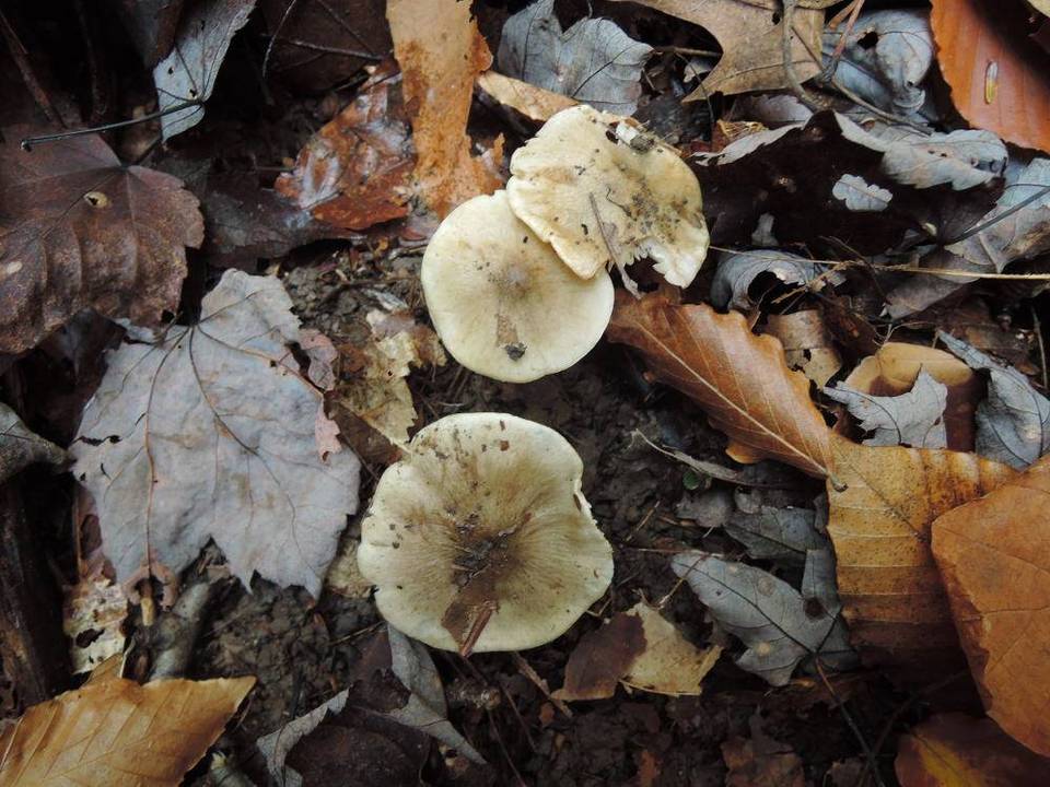 Tricholoma umbonatum image