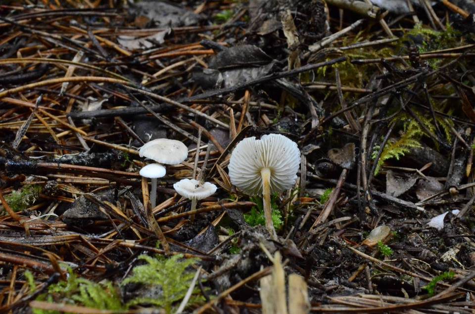 Strobilurus occidentalis image