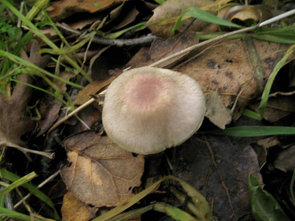 Agaricus kerriganii image