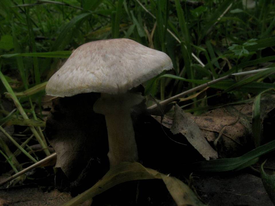 Agaricus kerriganii image