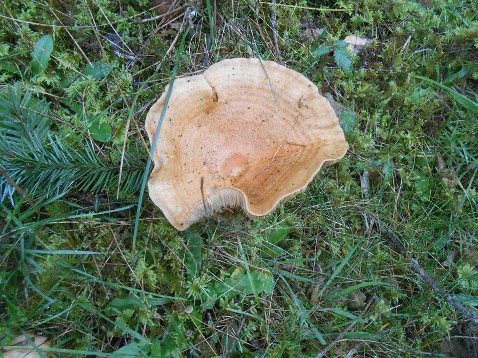 Lactarius zonarioides image