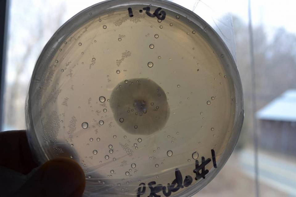 Psilocybe pseudoaztecorum image