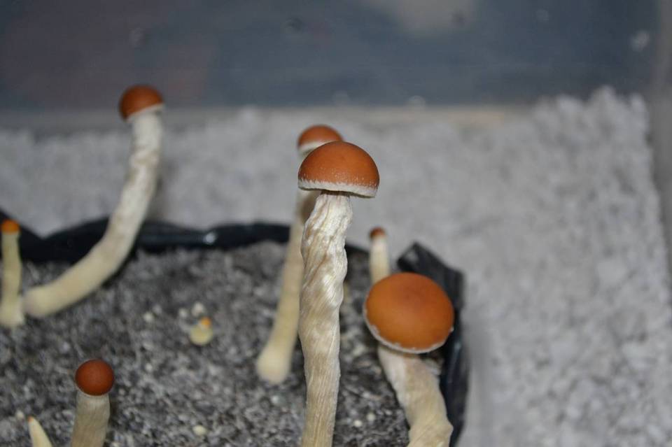 Psilocybe pseudoaztecorum image