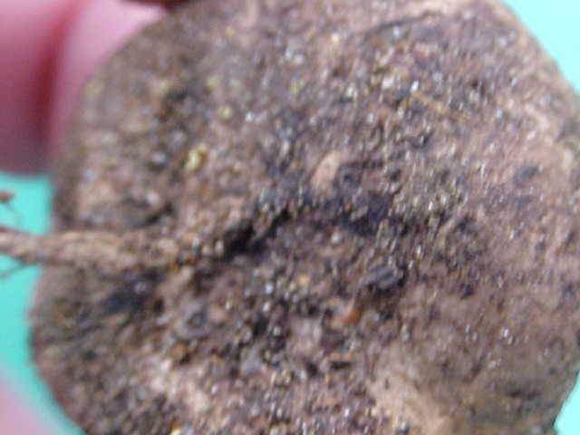 Rhizopogon vinicolor image