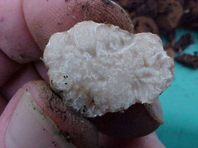 Tuber oregonense image