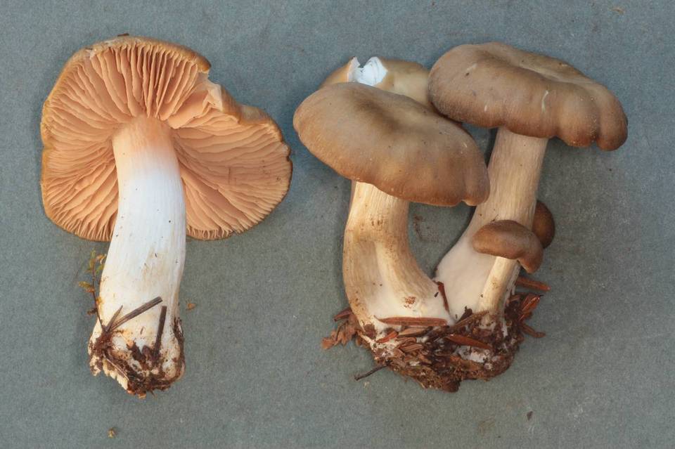 Entoloma pseudocostatum image