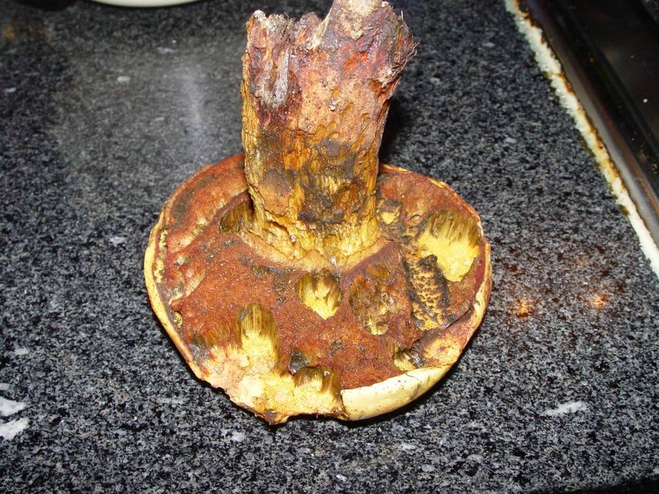 Boletus luridiformis var. discolor image