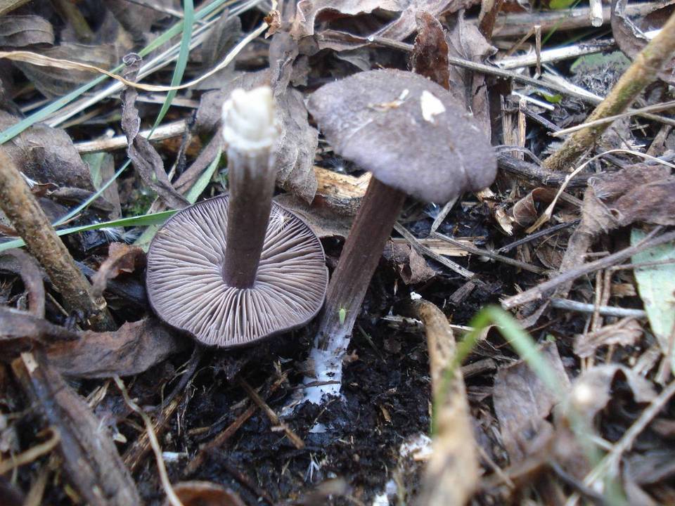Entoloma nigroviolaceum image