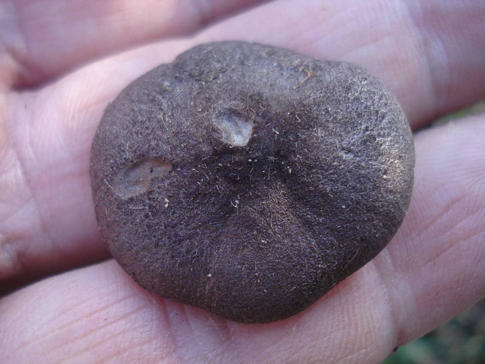 Entoloma nigroviolaceum image