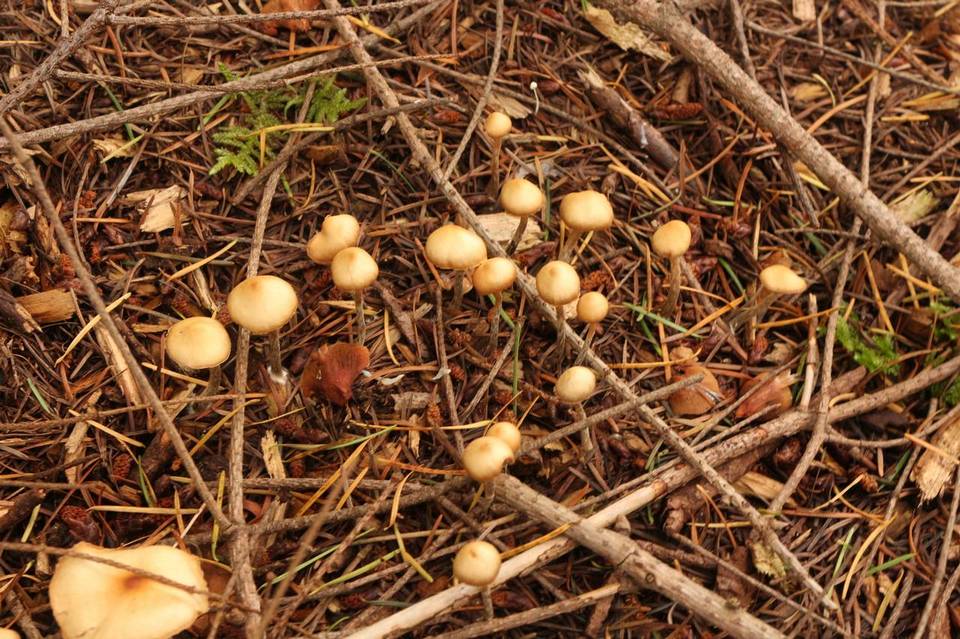 Galerina badipes image