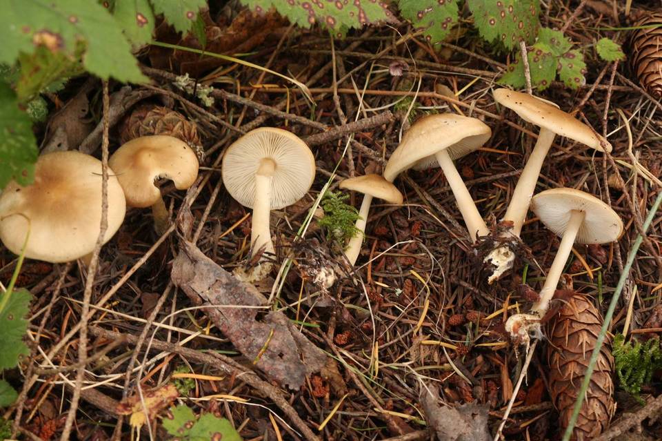 Rhodocollybia fodiens image