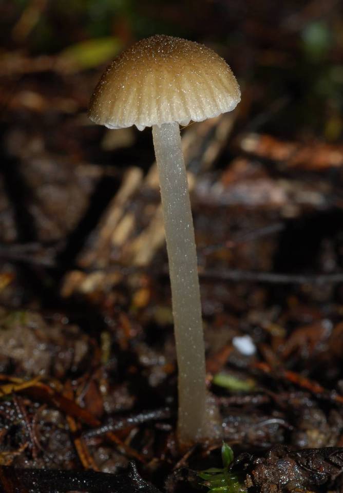 Entoloma corneum image