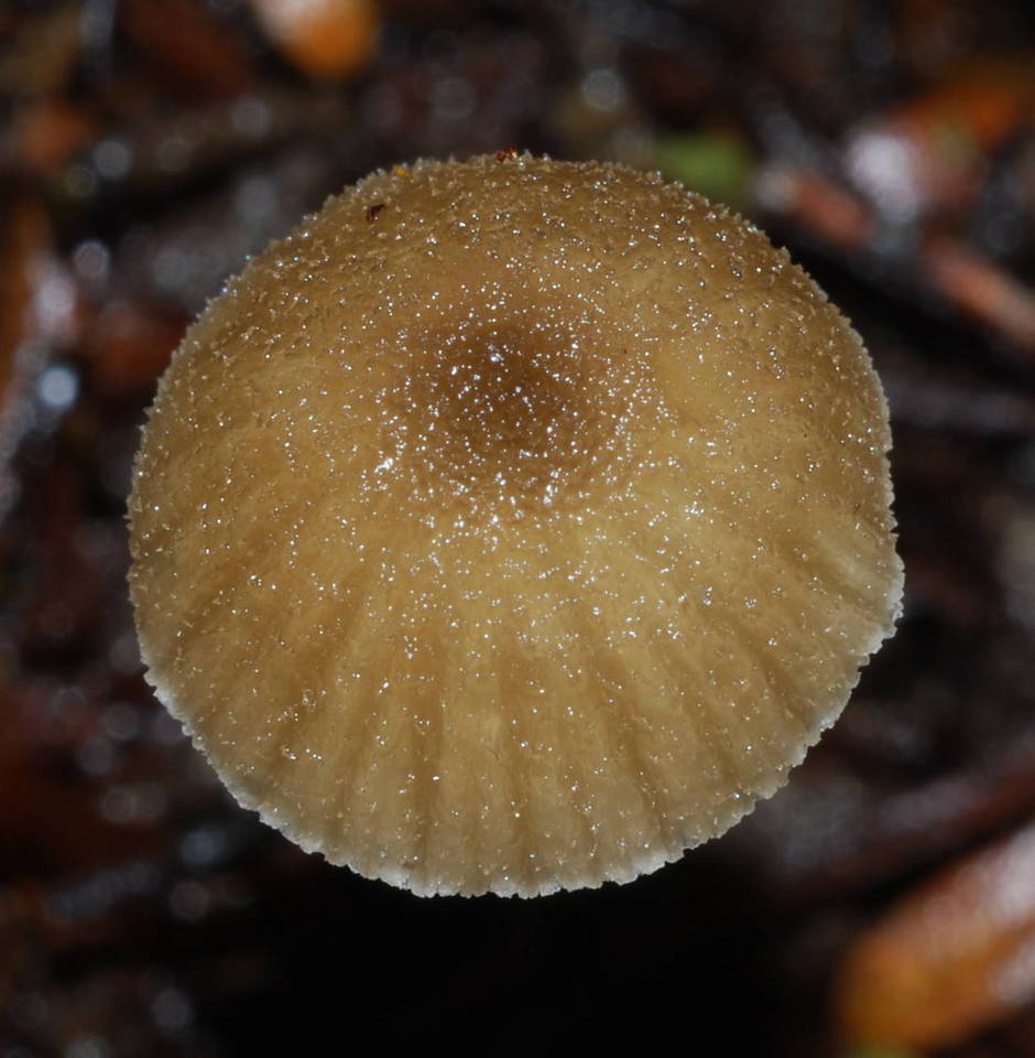 Entoloma corneum image