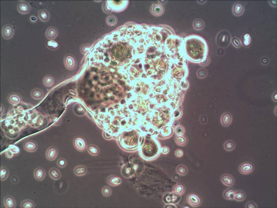 Dicranophora fulva image