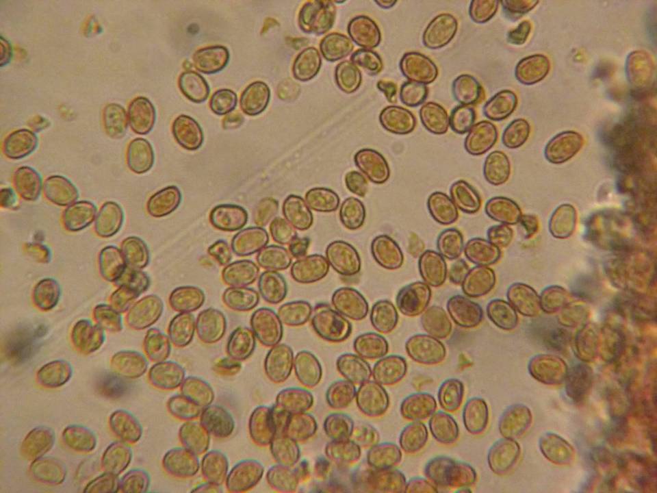 Tubaria vinicolor image