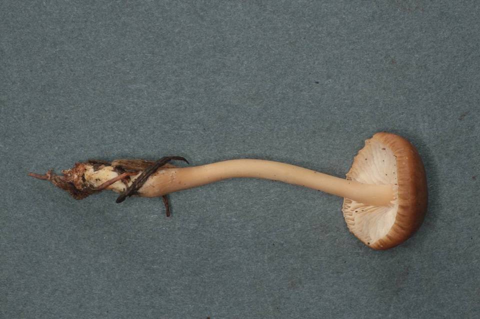 Gymnopus subterginus image
