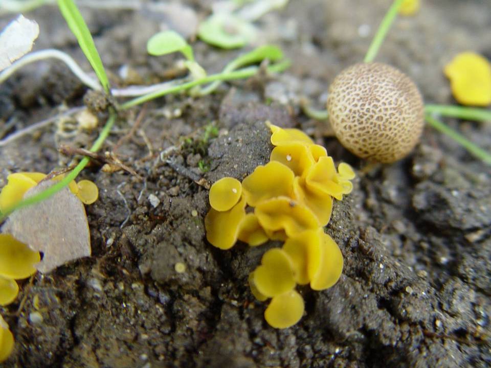 Aleuria cestrica image