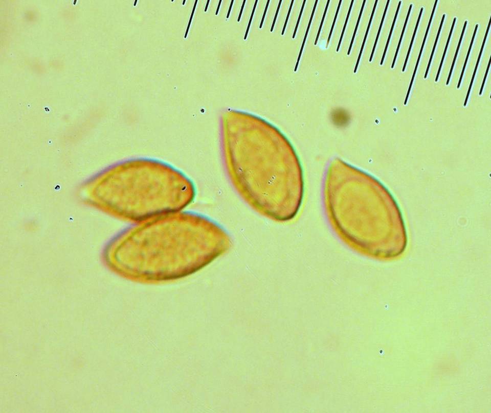 Cortinarius luteoarmillatus image