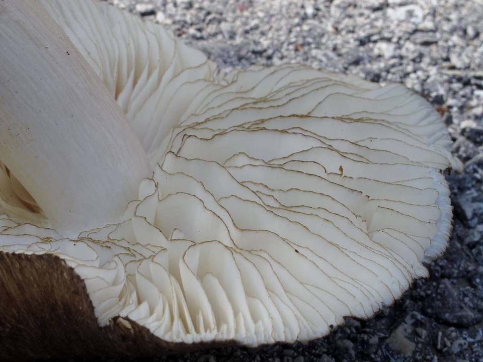 Megacollybia subfurfuracea image