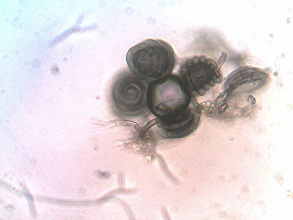 Helicoön richonis image