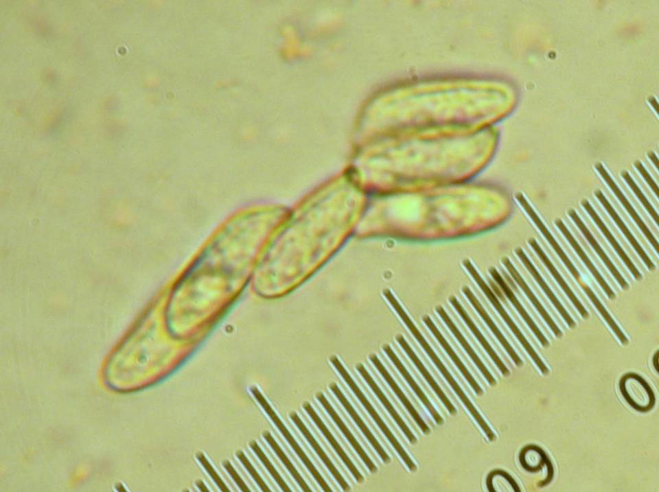 Ramaria subbotrytis image