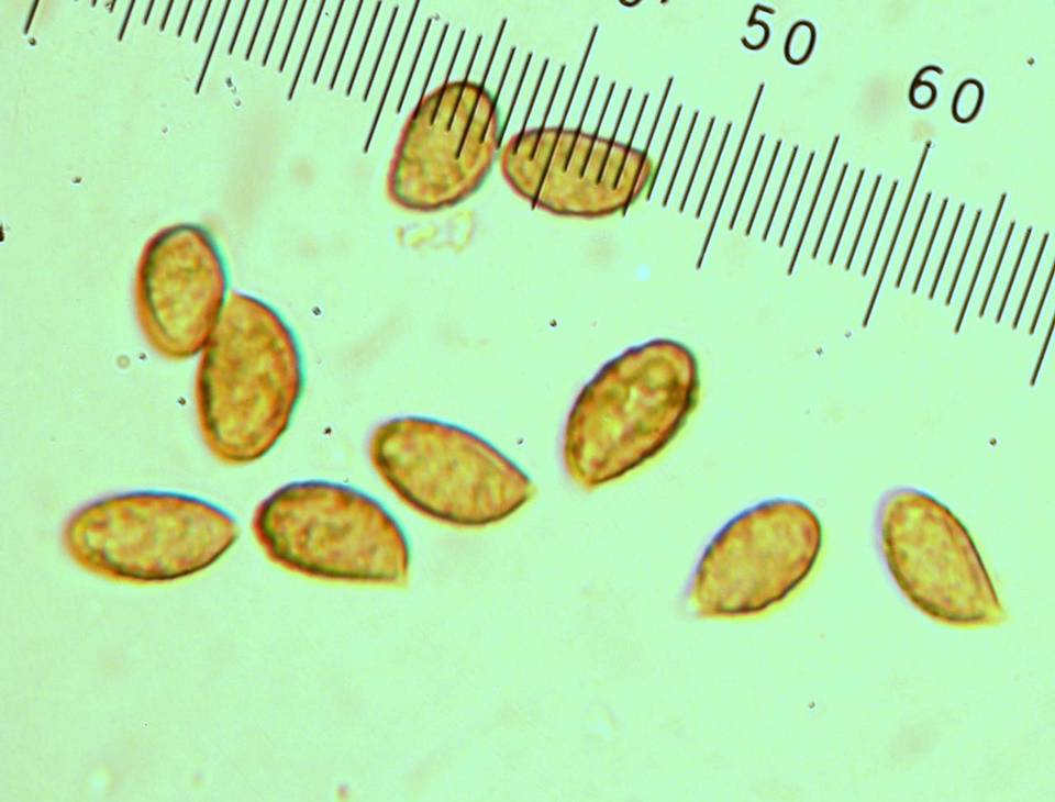 Cortinarius scaurotraganoides image