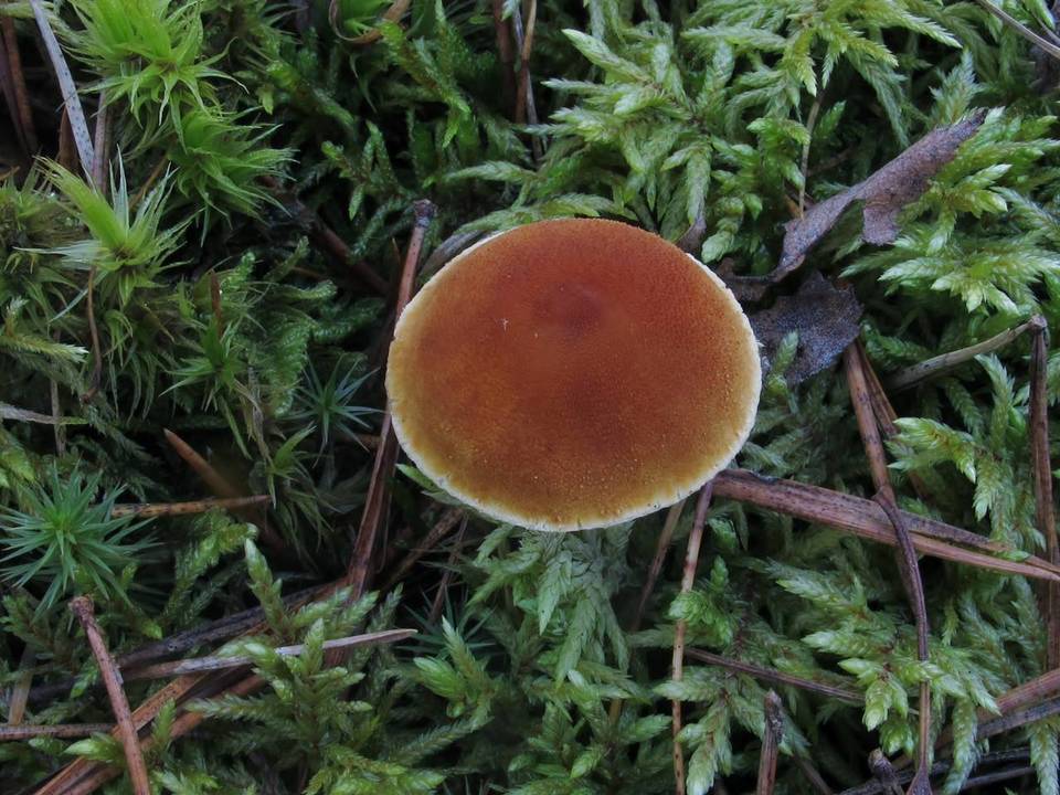 Cystoderma jasonis image