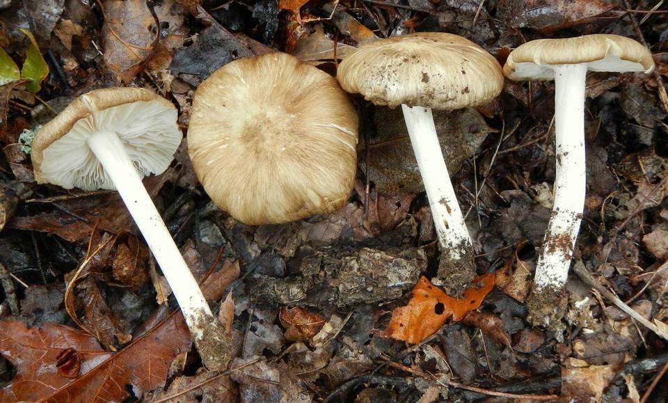 Megacollybia rodmani image