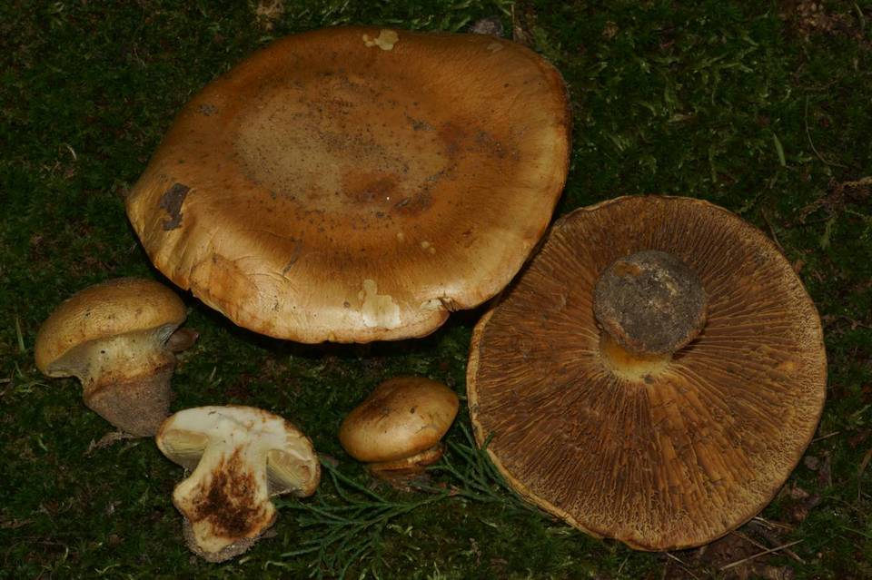Cortinarius olearioides image